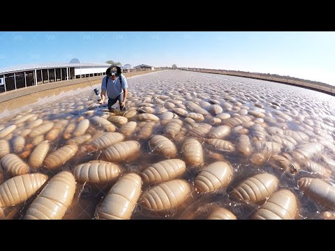 Видео: Зачем Они Разводят и Выращивают Гигантских Паразитов