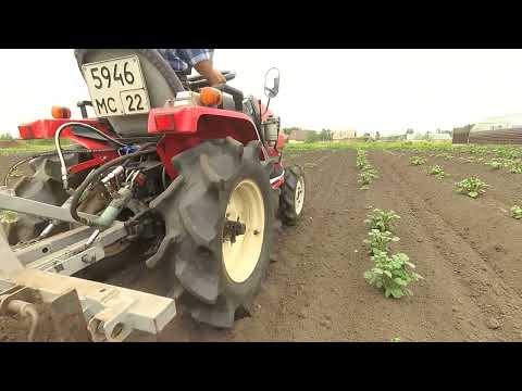 Видео: Первое окучивание картофеля 11 июня 2023