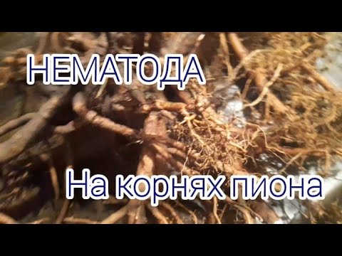 Видео: Нематода на корнях пиона!!! Такого у меня ещё не было 🙄