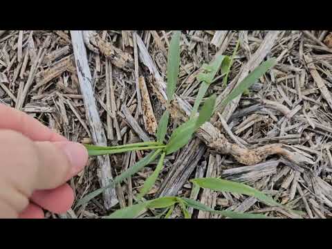 Видео: "Можно ли ещё сеять зимующий горох?". И ответы на вопросы. No -till 21.11.2023