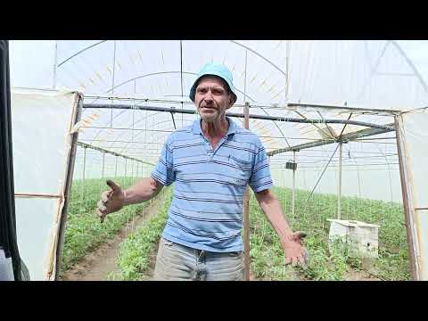 Видео: Продължаваме с отглеждането на доматите и още нещо