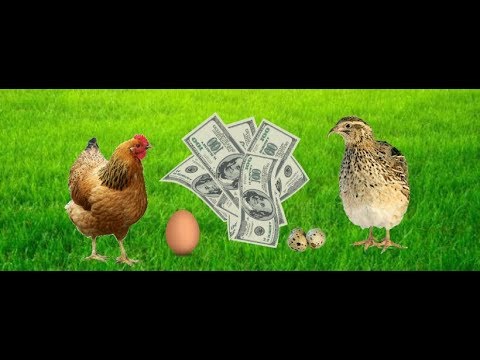 Видео: КУРЫ ИЛИ ПЕРЕПЕЛА. Что выгоднее для развития.