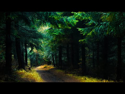Видео: Я не искал красоту — она встретила меня на этой тропе 🌲📸