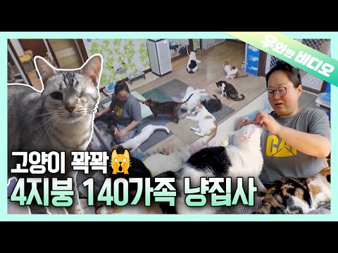 Видео: Кошачий рай 😺😺😺😺😺