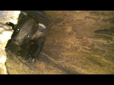 Видео: Подготовка к ночной охоте на барсука с ЗСЛ, ночная встреча с енотовидной собакой.