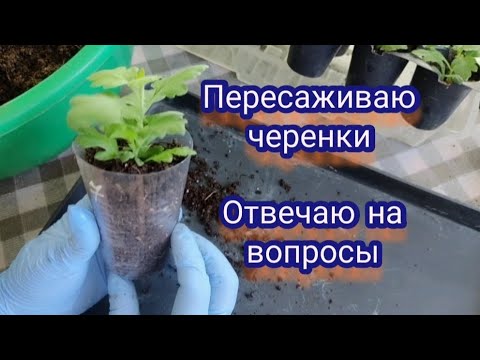 Видео: Хризантема мультифлора. Пересаживаю черенки в питательный грунт. Отвечаю на ваши вопросы!