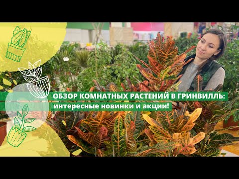 Видео: Обзор комнатных цветов в Гринвилль! Удивляем яркими кодиеумами и невероятными голубыми гортензиями!