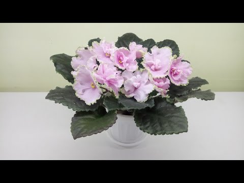 Видео: Как часто нужно пересаживать фиалки?