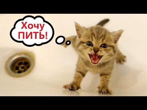 Видео: Приколы с котами! С ОЗВУЧКОЙ! УБОЙНЫЕ! Смешные коты! Самые смешные животные!