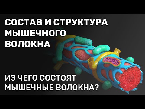 Видео: Состав и структура мышечного волокна. Из чего состоят мышечные волокна?