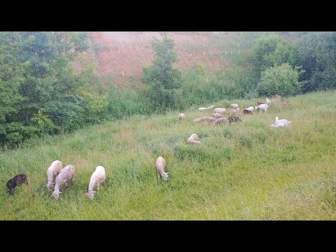 Видео: Овцы на продажу, все что осталось от отары/Овцеводство и Козоводство