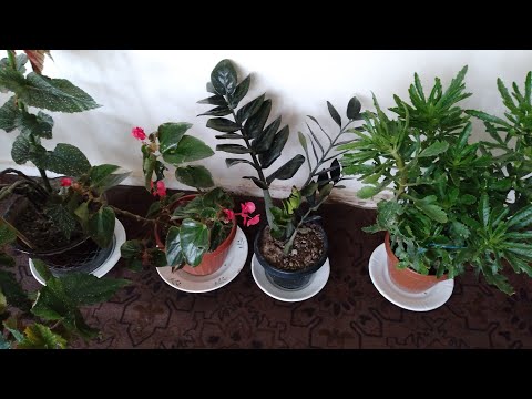 Видео: ХОНА  ГУЛЛАРИМ  ХАКИДА  🌷🌷🌷⚘️⚘️⚘️🌺🌺🌺🌻🌻🌻