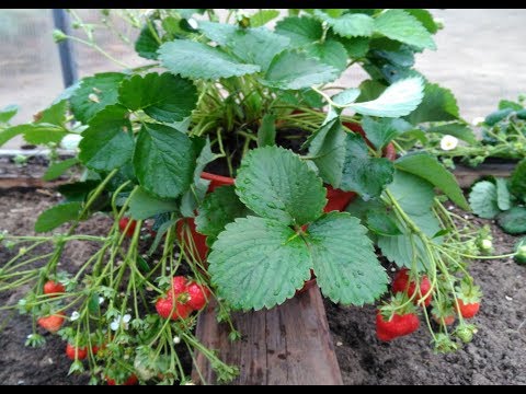 Видео: Земляника для окошка.