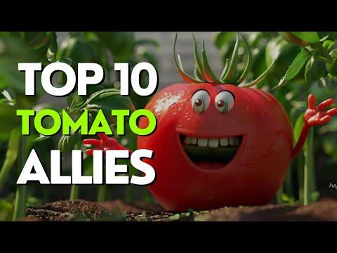 Видео: Союзники томатов: 10 лучших растений-компаньонов для процветающего сада