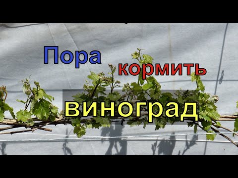 Видео: Виноград .Первая подкормка винограда  2020г.