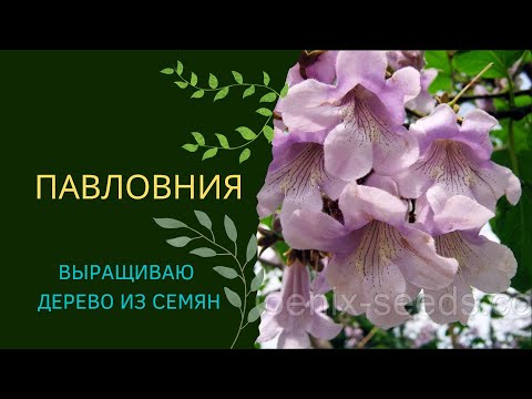 Видео: Как вырастить Павловнию из семян