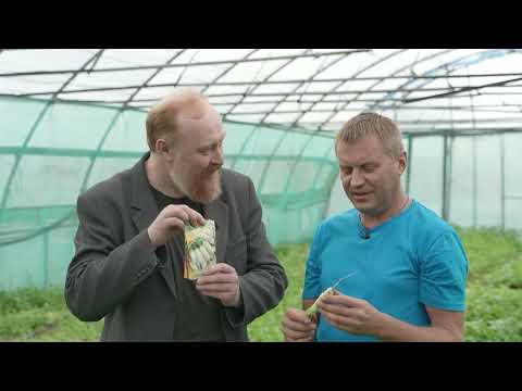 Видео: Лучшие сорта редиса от компании Гавриш