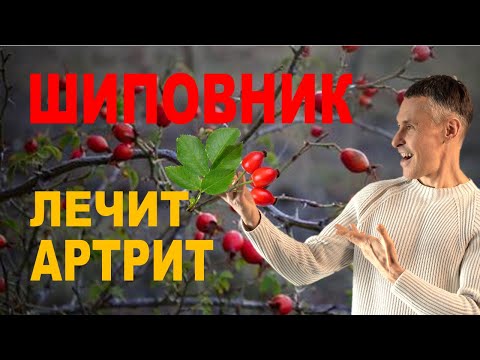 Видео: Болят суставы? Шиповник спасет! Научный рецепт