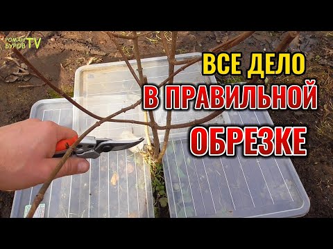 Видео: Как обрезать метельчатую гортензию Самарская Лидия в зависимости от региона на  цветение #garden 🌸