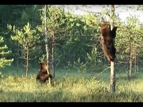 Видео: Зачарованные болота. Документальный фильм | Film Studio Aves