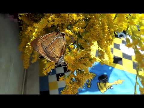 Видео: Бабочки!