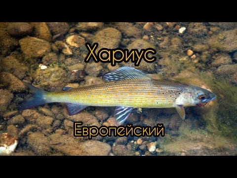 Видео: Хариус в Свердловской области