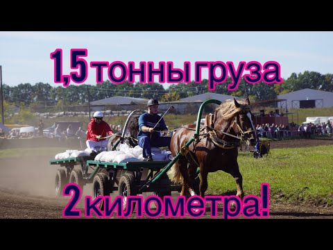 Видео: Испытание-соревнование тяжеловозов! Возродили традиции!
