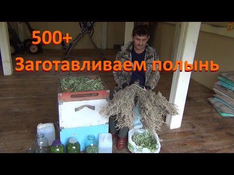 Видео: 500+ Заготавливаем полынь для борьбы от клеща и нозематоза.