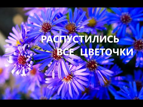 Видео: Сумка с букетом.(май 2025г)