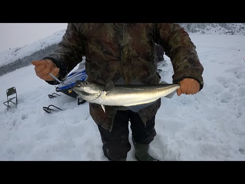 Видео: Рыбалка со льда в Баренцевом море зимой / Ice fishing in the Barents Sea