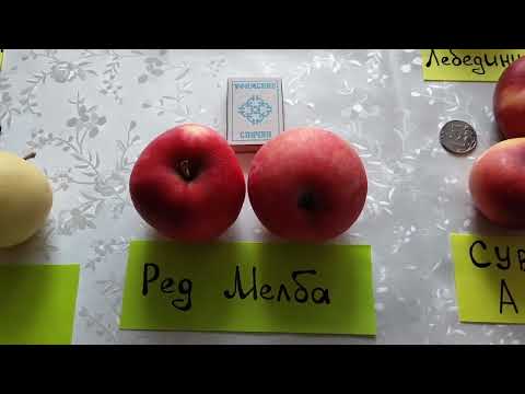 Видео: 🍎Вкусные сорта ранетки (яблони-полукультурки), растущие в Красноярске