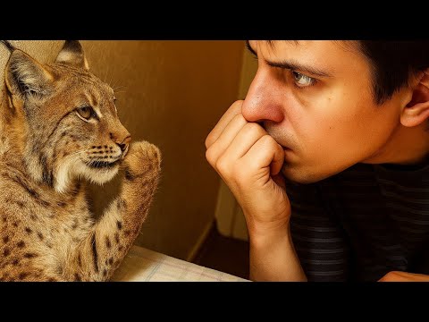 Видео: Эта рысь еще глупее, чем вы думаете. Познакомьтесь с рысью, которая ведет себя как домашняя кошка!