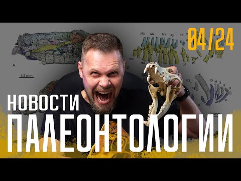 Видео: Гигантский ихтиозавр | Бронированный стегозавр | Правило Бергмана не работало в мезозое