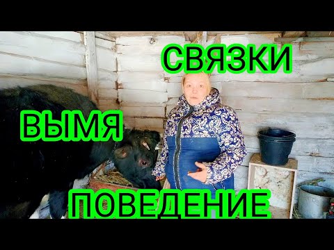 Видео: ПОДГОТОВКА КОРОВЫ К ОТЕЛУ//КАК ПОНЯТЬ ЧТО ОТЕЛ СОВСЕМ БЛИЗКО