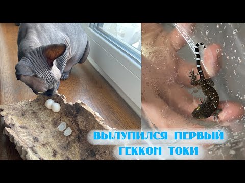 Видео: Родился геккон токи. Новости из зверушни