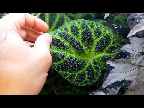 Видео: Мини видеообзор одной из моих полочек с бегониями