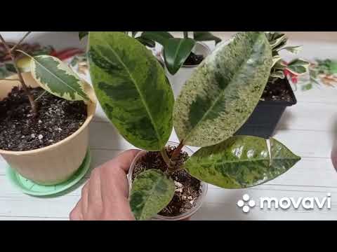 Видео: Комнатные цветы. Мои фикусы. Мой уход за фикусами.