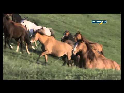 Видео: Атбегі Секенай Бөбекбай