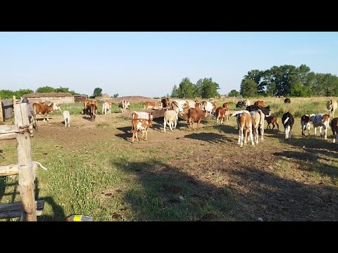 Видео: Ауыл тынысы.