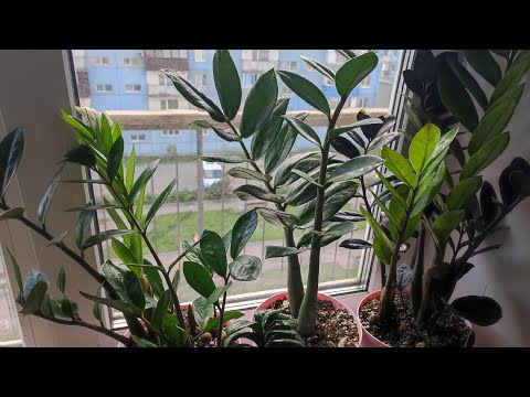 Видео: ПОЧЕМУ НЕ РАСТЕТ ЗАМИОКУЛЬКАС? Быстрое решение проблемы!  Правила в выращивании Замиокулькаса