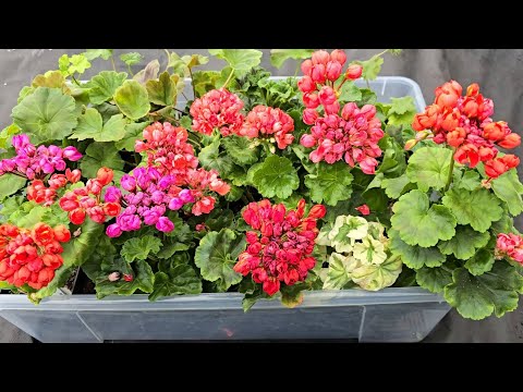 Видео: Герань НИКОГДА ЕЩЕ ТАК не цвела! БАБУШКИН МЕТОД для пышного цветения всех цветов!
