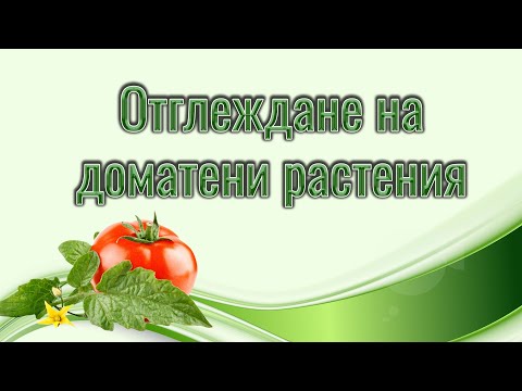 Видео: Отглеждане на домати -борба с вредители, поливане, подранване