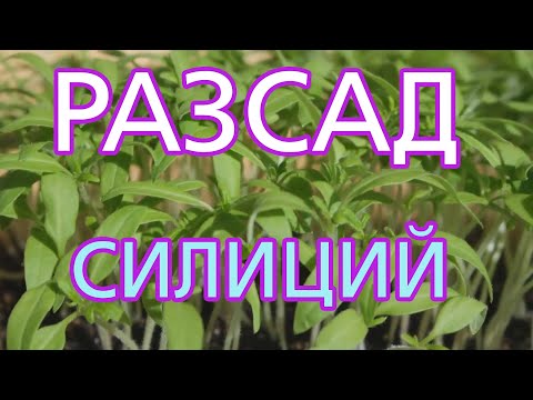 Видео: 5Рассада. Важность кремния для рассады