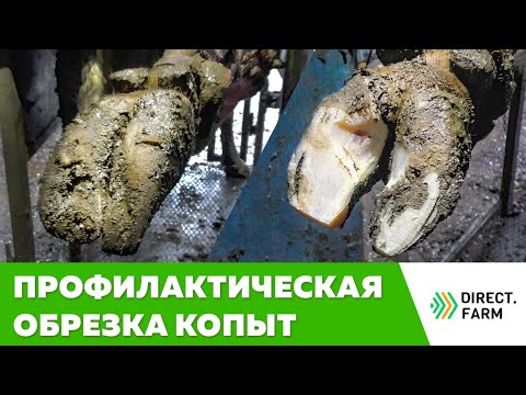 Видео: Профилактическая обрезка копыт у коров