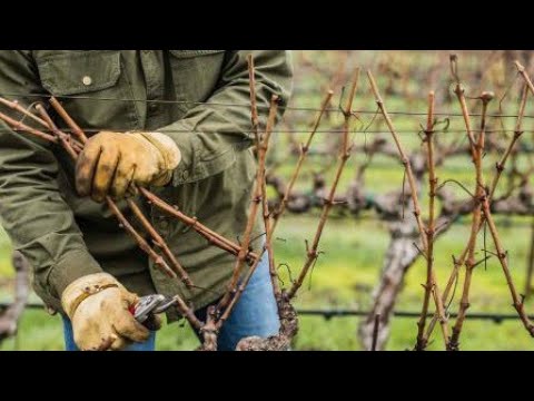 Видео: Когда и как обрезают виноград??