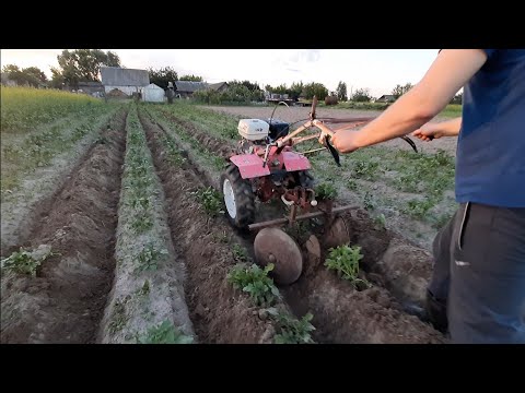 Видео: Окучивание картошки дисковым окучником