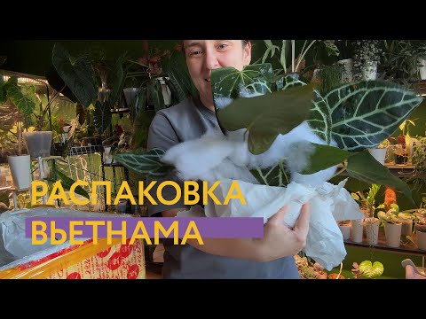 Видео: Распаковка антуриумов из Вьетнама