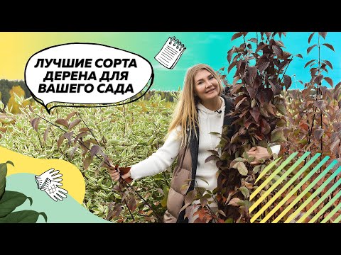 Видео: Дерен | Дерен Белый | Дерен Элегантиссима | Дерен Сибирика | Ландшафтный дизайн