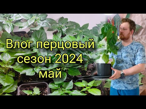 Видео: Влог Перцовый сезон 2024, Как поживает рассада в мае