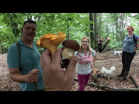 Видео: Босоркані АТАКОВАЛИ!..100%-грибі є! Липень 2024 по кучеврягах! ЙО_о ЦЕ так похід, коліна тремтять!